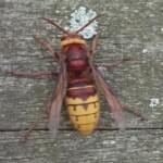 European Hornets need an exterminator if they can't be left. European Hornet