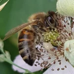 Honey Bees can be dealt with by a beekeeper- see the swarm map to find a local collector. Honey Bee