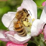 Honey Bees can be dealt with by a beekeeper- see the swarm map to find a local collector. Honey Bee