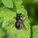 Solitary Bees can't be moved by a beekeeper. Seek advice from an exterminator, if they can't be left alone. Solitary Bee