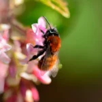 Tawny Mining Bees can't be moved by a beekeeper. Seek advice from an exterminator, if they can't be left alone. Tawny Mining Bee