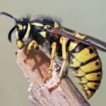 Wasps need an exterminator if they can't be left. Wasp