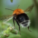 Bumblebees can't be moved by a beekeeper. Seek advice from an exterminator, if they can't be left alone. Bumblebees