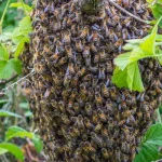 Honey Bees can be dealt with by a beekeeper- see the swarm map to find a local collector. Swarm of Bees